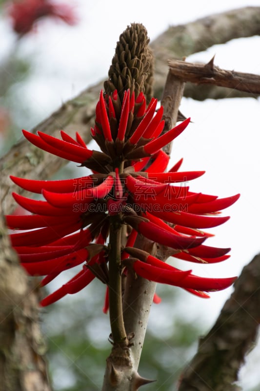 自然,清新,鲜花盛开,垂直画幅,脆弱,图像,花朵,自然美,花瓣,叶子