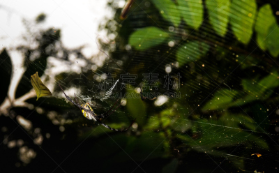 蜘蛛,蜘蛛恐惧症,天空,野生动物,水平画幅,蜘蛛网,无人,抽象,动物学,科学