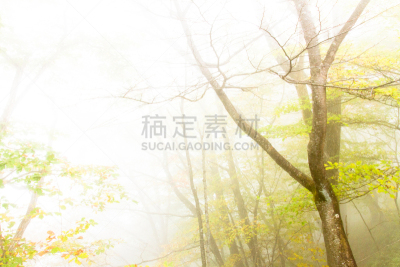 在雾中,橡树,自然,褐色,水平画幅,秋天,无人,mizunara,户外,橡树林地