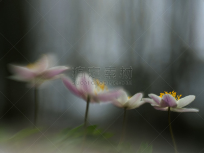 银莲花,四个物体,背景聚焦,成一排,柔和,暗色,灰色,草,自然美,柔和色