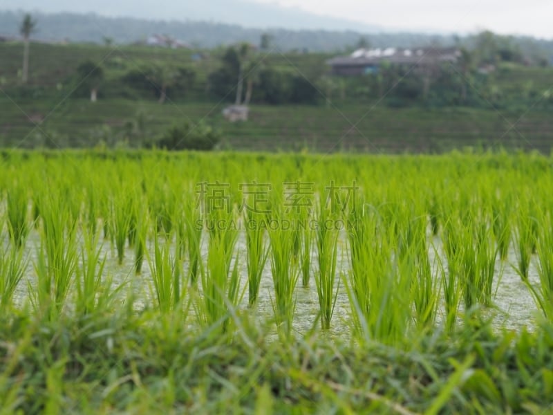 pris près d’Ubud, dans les montagnes