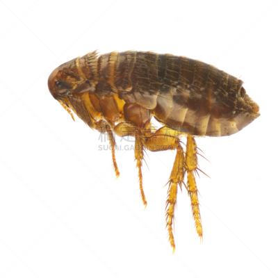 猫蚤,跳蚤,黑死病,昆虫,运动训练诊所,皮炎,寄生的,微生物学