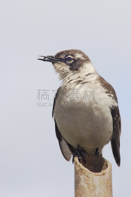 加拉帕戈斯群岛,加岛嘲鸫,圣克鲁斯岛,嘲鸫属,垂直画幅,南美,天空,群岛,嘲鸫,无人