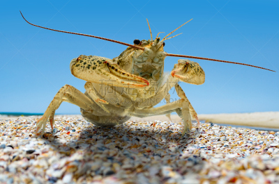小龙虾,海滩,海洋,动物,水平画幅,沙子,水下,海产,明虾,湖