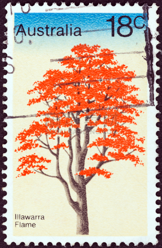 澳大利亚,凤凰木,1978,自然,垂直画幅,无人,古老的,澳大拉西亚