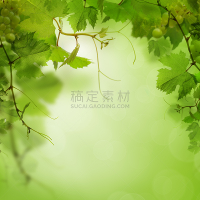 葡萄树叶,绿色背景,苹果树,饮料,葡萄酒,食品,浆果,公园,枝繁叶茂,葡萄