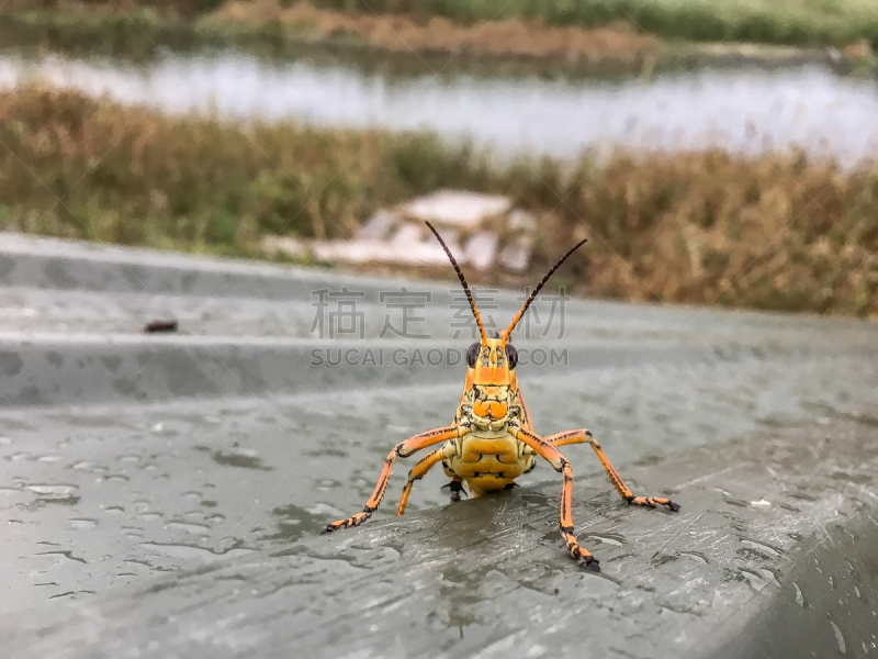 蚱蜢,沼泽,雨,船,傻大个蚱蜢,剑角蝗科,汽船,密西西比,昆虫群,蟋蟀