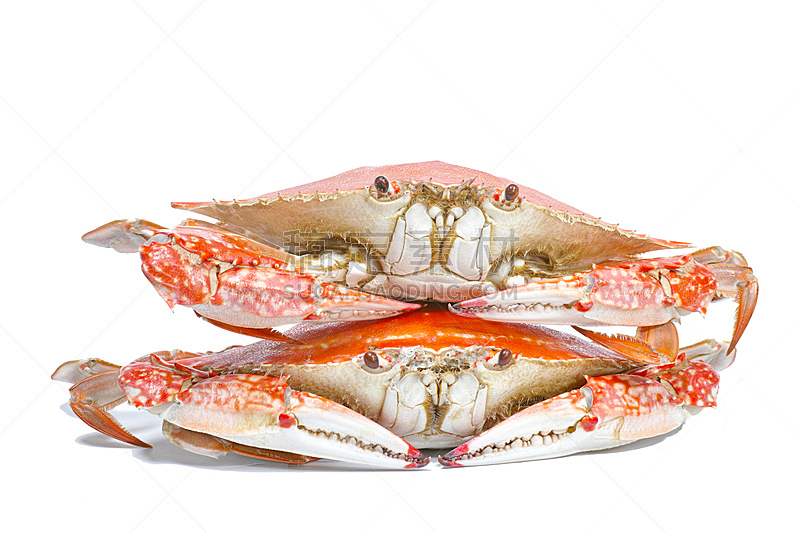 两个物体,蒸菜,白色背景,三疣梭子蟹,分离着色,正面视角,煮食,水平画幅,巨大的,膳食