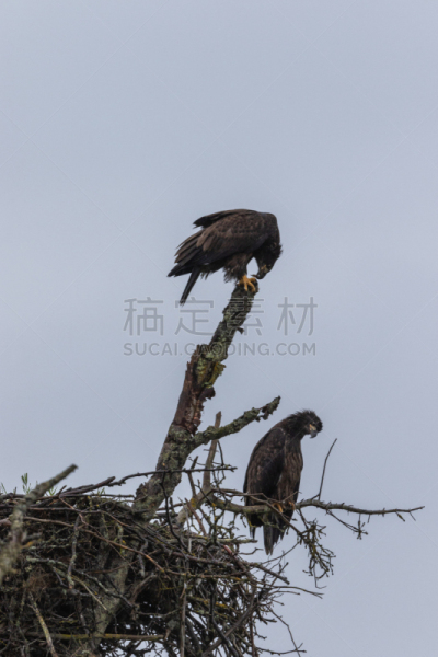 幼小动物,白头鹰,动物的巢,自然,垂直画幅,野生动物,美国,食肉鸟,无人,鸟类