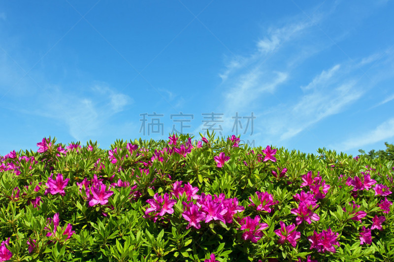 杜鹃花,天空,水平画幅,绿色,无人,蓝色,摄影,花