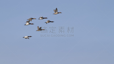 鸭子,春天,动物背脊,帆背潜鸭,天空,水平画幅,鸟类,飞,迁徙,摄影