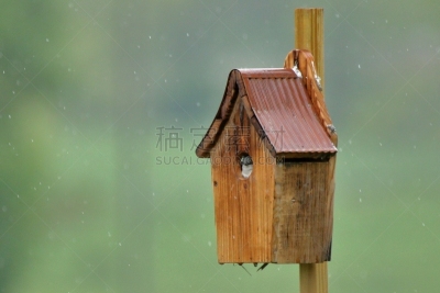 小鸟,树燕,自然,湿,房屋,野生动物,环境,小鸟笼,图像,天气