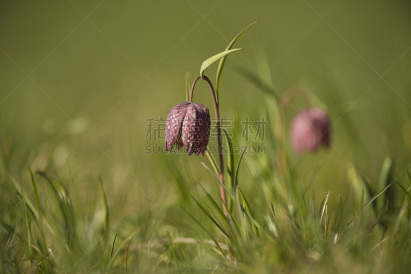 Blooming Snake’s head fritillary flower, knows also as Snake’s head, Chess flower; Frog-cup, Guinea-hen flower, Guinea flower or Leper lily