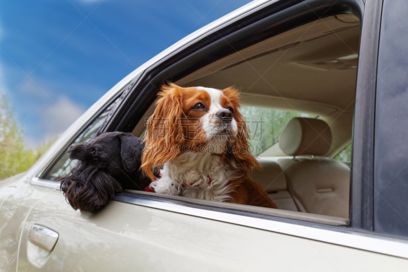 两只动物,狗,汽车,窗户,美国公开赛,查尔斯王犬,查理王小猎犬,髯犬,斯班尼犬,监视