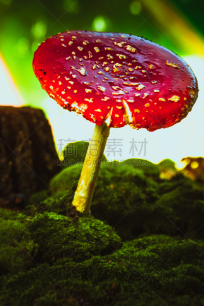 苔藓,斑点,红色,蘑菇,自然美,白色,垂直画幅,褐色,无人,夏天