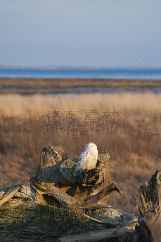 雪枭,浮木,自然,垂直画幅,水,野生动物,食肉鸟,地形,无人,猫头鹰