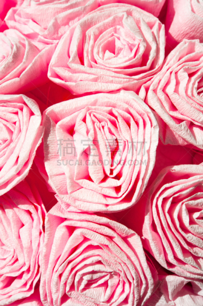 皱纹纸,华丽的,粉色,特写,玫瑰,仅一朵花,浪漫,色彩鲜艳,小的,古典式