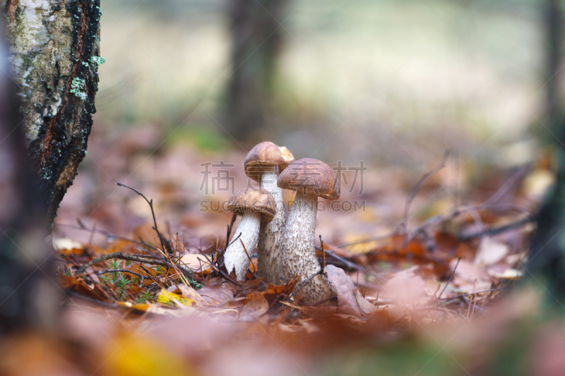 秋天,森林,褐色,中等数量物体,鸭舌帽,瓷样伞菇,porcini mushroom,自然,水平画幅,素食