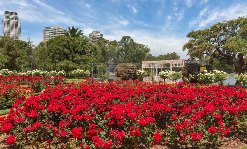 El Rosedal de Palermo Buenos Aires Argentina – Rose Park at Palermo Woods in Buenos Aires Argentina