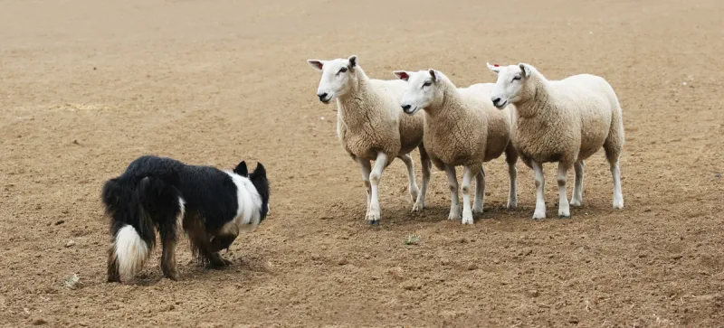 牧羊犬 绵羊 兽群 三只动物 柯利牧羊犬 小群动物 边境牧羊犬 羊群 母羊 正面视角图片素材下载 稿定素材