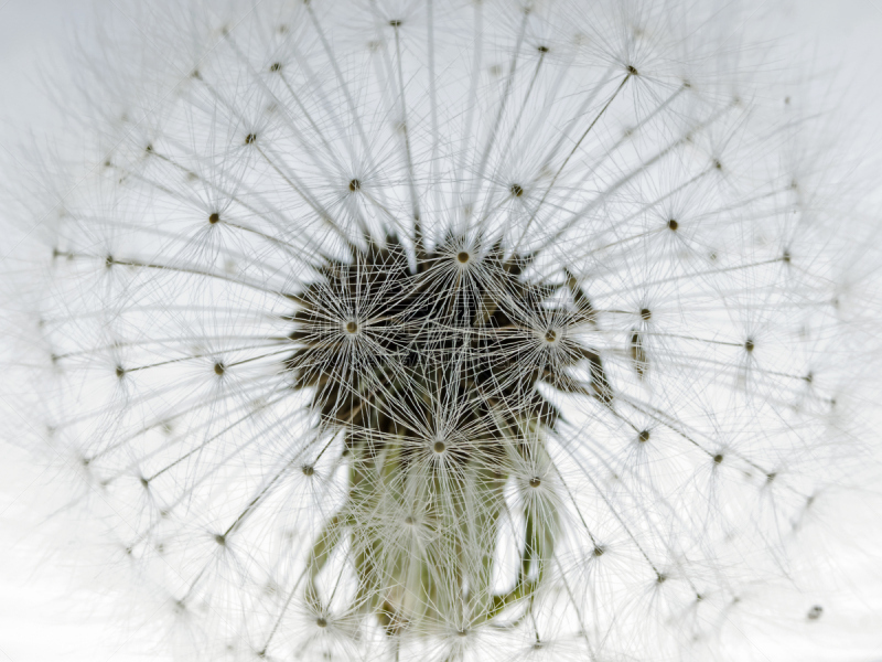 Dandelion Flower, Löwenzahn Blüte (Taraxacum officinale)