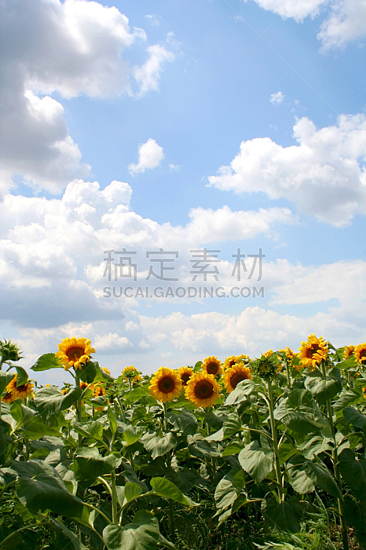 向日葵,垂直画幅,天空,美,夏天,户外,明亮,田地,植物,地平线