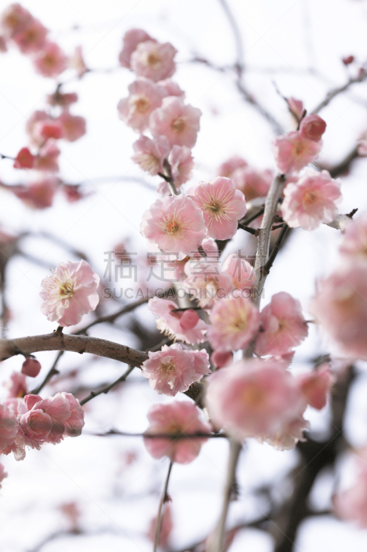 李子,北野天满宫,梅花,李树,垂直画幅,京都府,无人,日本,特写,红色