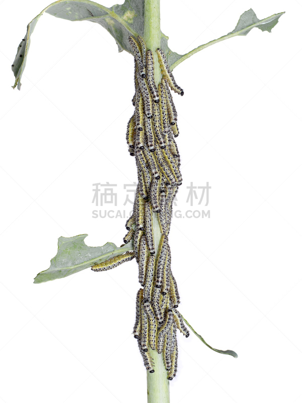 大白蝴蝶,巨大的,毛虫,白蝴蝶,垂直画幅,无人,白色背景,背景分离,害虫,多毛的