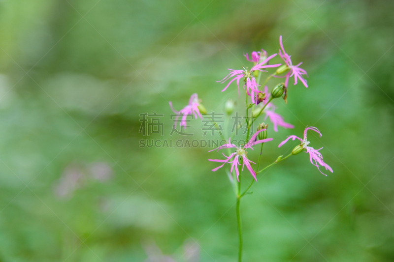 粉色,仙翁花,选择对焦,美,水平画幅,无人,夏天,草,特写,开花时间间隔