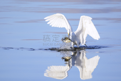 大白鹭,膳食,巨大的,沙顿海,雪白鹭,罗非鱼,白鹭,水,水平画幅,海产