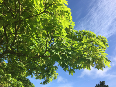 小无花果树,2018,幼小动物,五月,自然,天空,水平画幅,无人,草,太阳