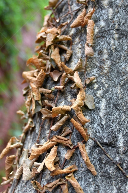 PLANO DETALLE DE ARBOL CON SU CORTEZA SECA GRIS CON MUCHA HOJAS SECAS AMARILLAS POR EL OTOÑO ADHERIDAS A SU SUPERFICIE