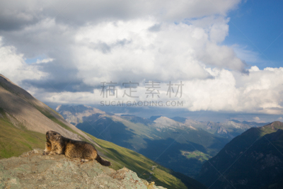 旱獭,可爱的,自然界的状态,背景分离,野生动物,灰色,肖像,奥地利,好奇心,阿尔卑斯山土拨鼠