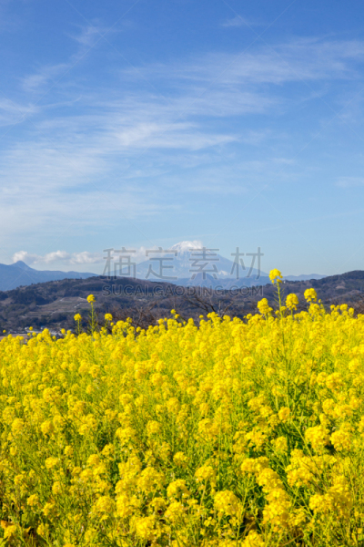 日本,油菜花,富士山,田地,自然,垂直画幅,哈拉帕,山,可爱的,无人
