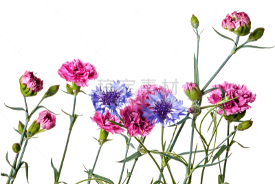 花束,白色背景,分离着色,菜园,美,水平画幅,无人,夏天,山矢车菊,白色