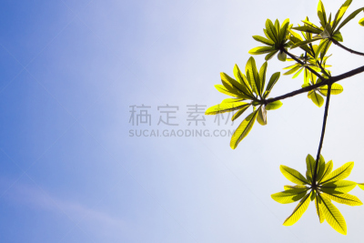天空,蓝色,日光,叶子,背景,清新,自然,水平画幅,绿色,无人