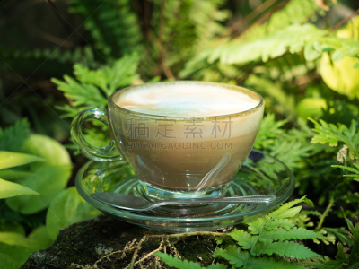 园林,咖啡,背景,核对时间,蕨叶枫树木,欧洲蕨,多余,快乐时光,蕨类,咖啡店