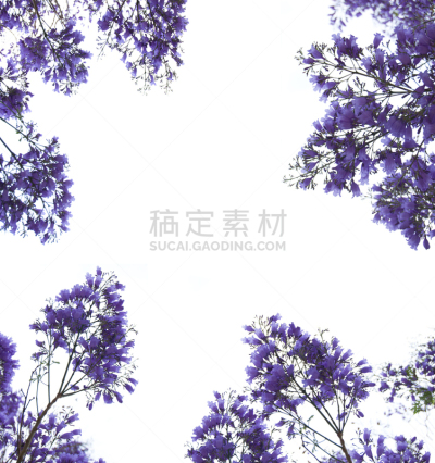 紫罗兰,边框,垂直画幅,无人,符号,偏远的,户外,明亮,白色,花
