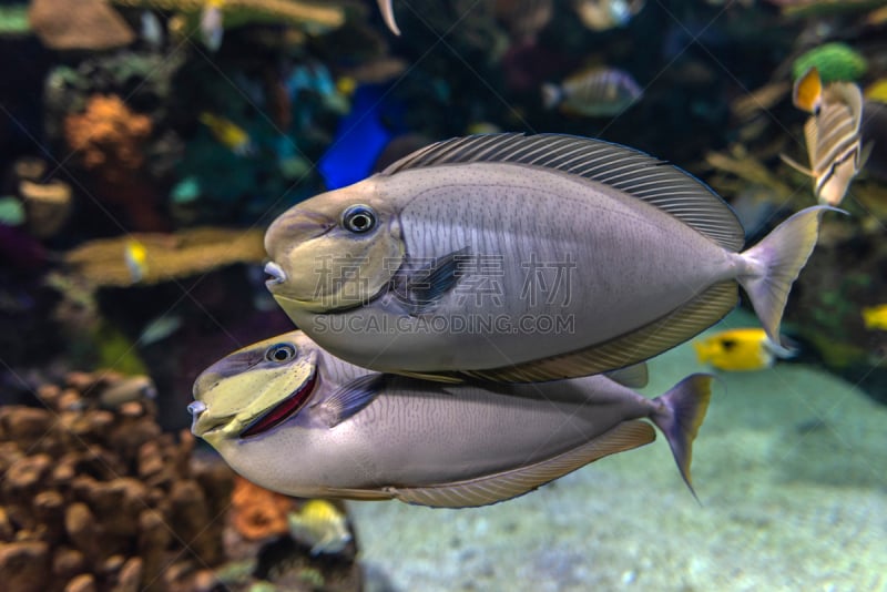 长吻鼻鱼,海洋,伴侣,鱼类,鸡尾酒,特写,大特写,碗,水族馆,人工饲养动物