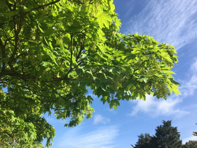 小无花果树,2018,幼小动物,五月,自然,天空,水平画幅,无人,草,太阳