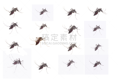 蚊子,埃及伊蚊,动物群,关闭的,高处,选择对焦,水平画幅,科学,生物学