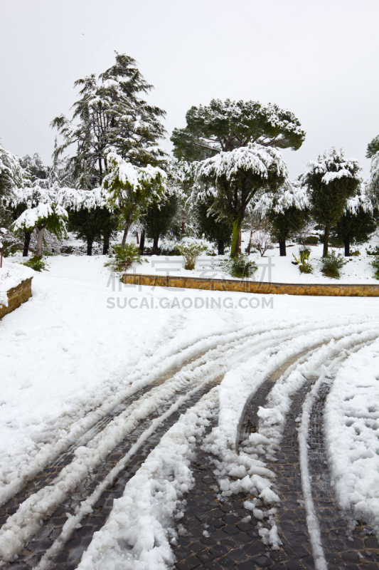 雪,罗马,博鲁格泽花园,意大利,垂直画幅,公园,无人,户外,云杉,白色