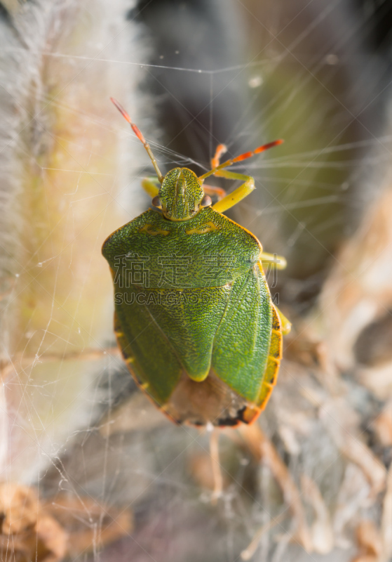 green shield bug,盾蝽,半翅目,垂直画幅,无脊椎动物,无人,节肢动物,特写,瑞典,彩色图片