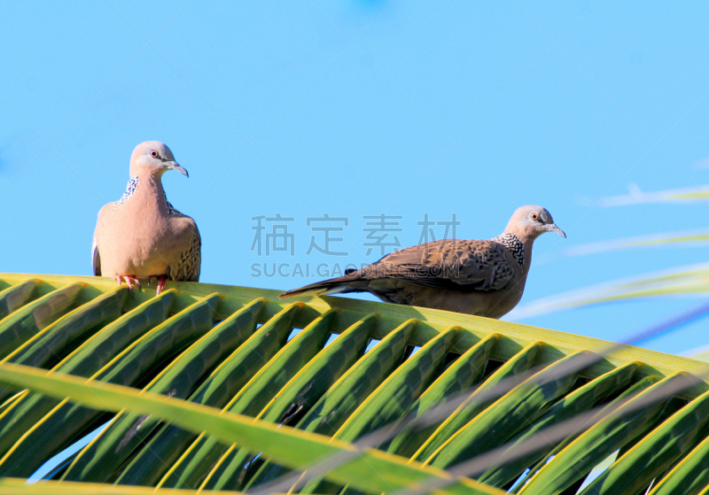 鸽子,斑鸠,自然,野生动物,水平画幅,无人,动物,鸟类,脊椎动物,野外动物