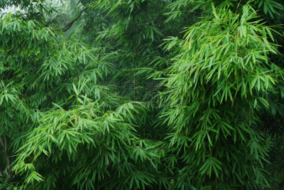 绿色,竹,雾,叶子,簇叶从生的,达连森林,水平画幅,睡莲,无人,博瑞竹