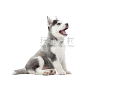 小狗,向上看,嬉戏的,好奇心,塞尔维亚,美,舌头,水平画幅,进行中,不看镜头