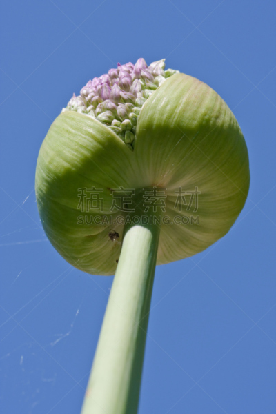洋葱,垂直画幅,天空,无人,翻白眼,阴影,薄膜,特写,球体,植物