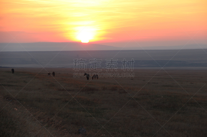 微型马,夏至,纯种马,水平画幅,无人,2015年,夏天,日落,摄影