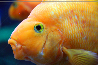 张着嘴,鹦嘴鱼,水平画幅,橙色,水族馆,2015年,鱼类,海鱼,特写,人工饲养动物