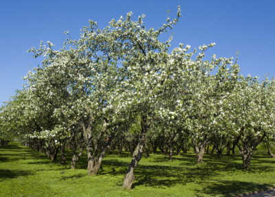 苹果,园林,苹果花,白色,自然,景观设计,莫斯科,风景,图像,苹果树